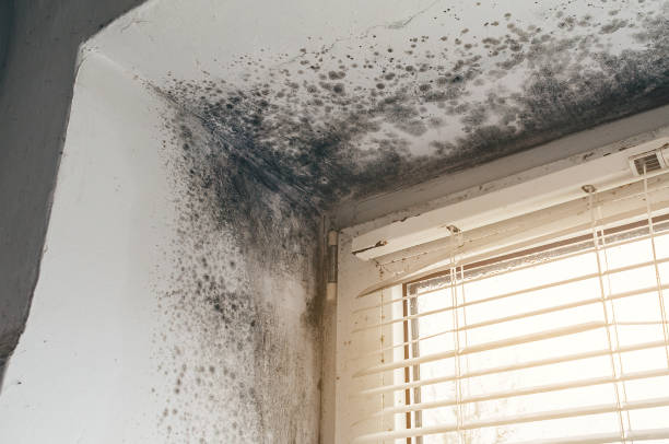Affordable Mold Cleanup solutions in Lexington, WA